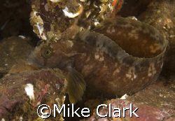 Yarrels Blenny by Mike Clark 